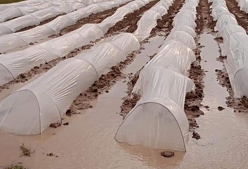 Pour la deuxième journée consécutive, les forces d'occupation israéliennes inondent les terres agricoles de Gaza 